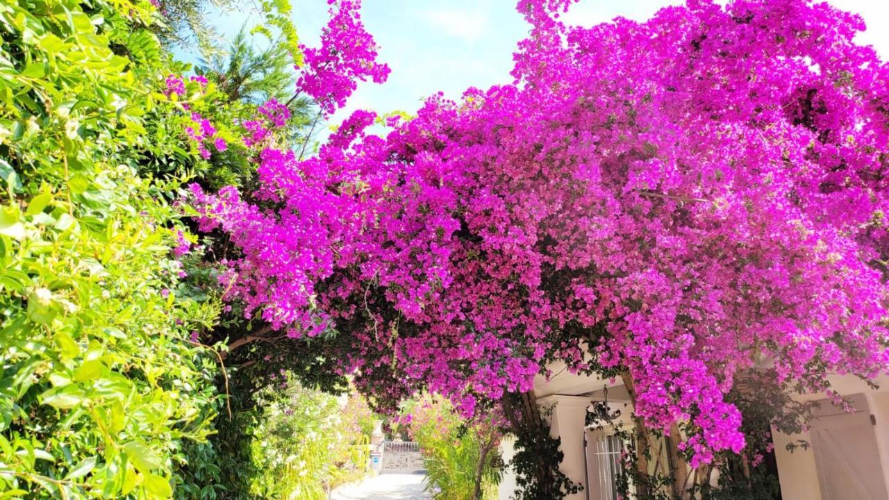 Villa Provencale A Sainte Maxime, Golf De Saint Tropez Bagian luar foto