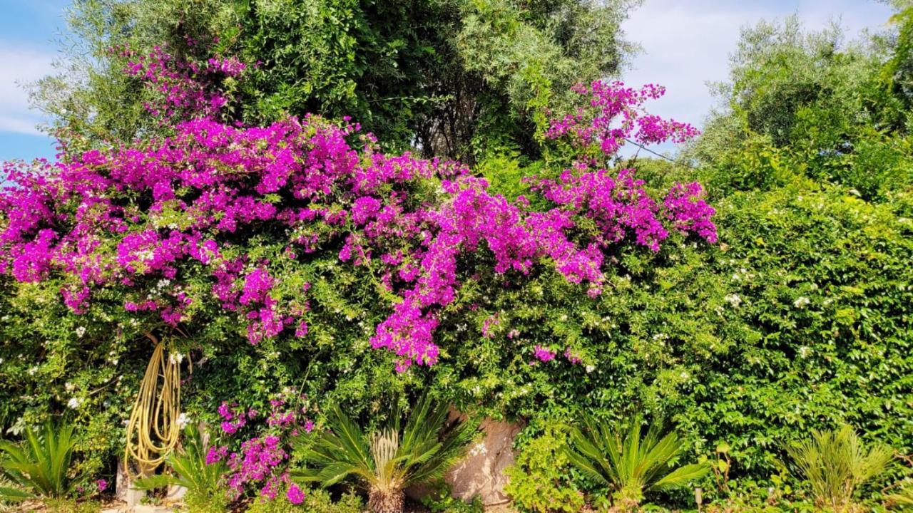 Villa Provencale A Sainte Maxime, Golf De Saint Tropez Bagian luar foto